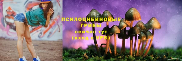 прущие грибы Абаза
